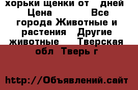 хорьки щенки от 35дней › Цена ­ 4 000 - Все города Животные и растения » Другие животные   . Тверская обл.,Тверь г.